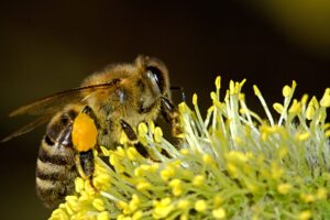 Honey Bee Cozy Winter Bee Hive Wraps